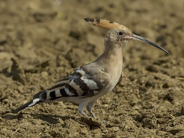 Harjalintu, Eurasian Hoopoe, Upupa epops